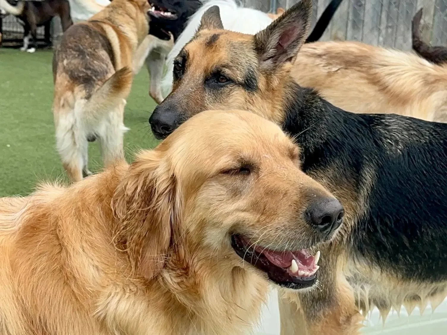 A golden retriever and german shepherds playing at Happy Dogs, the dog daycare run by the same Muncie team