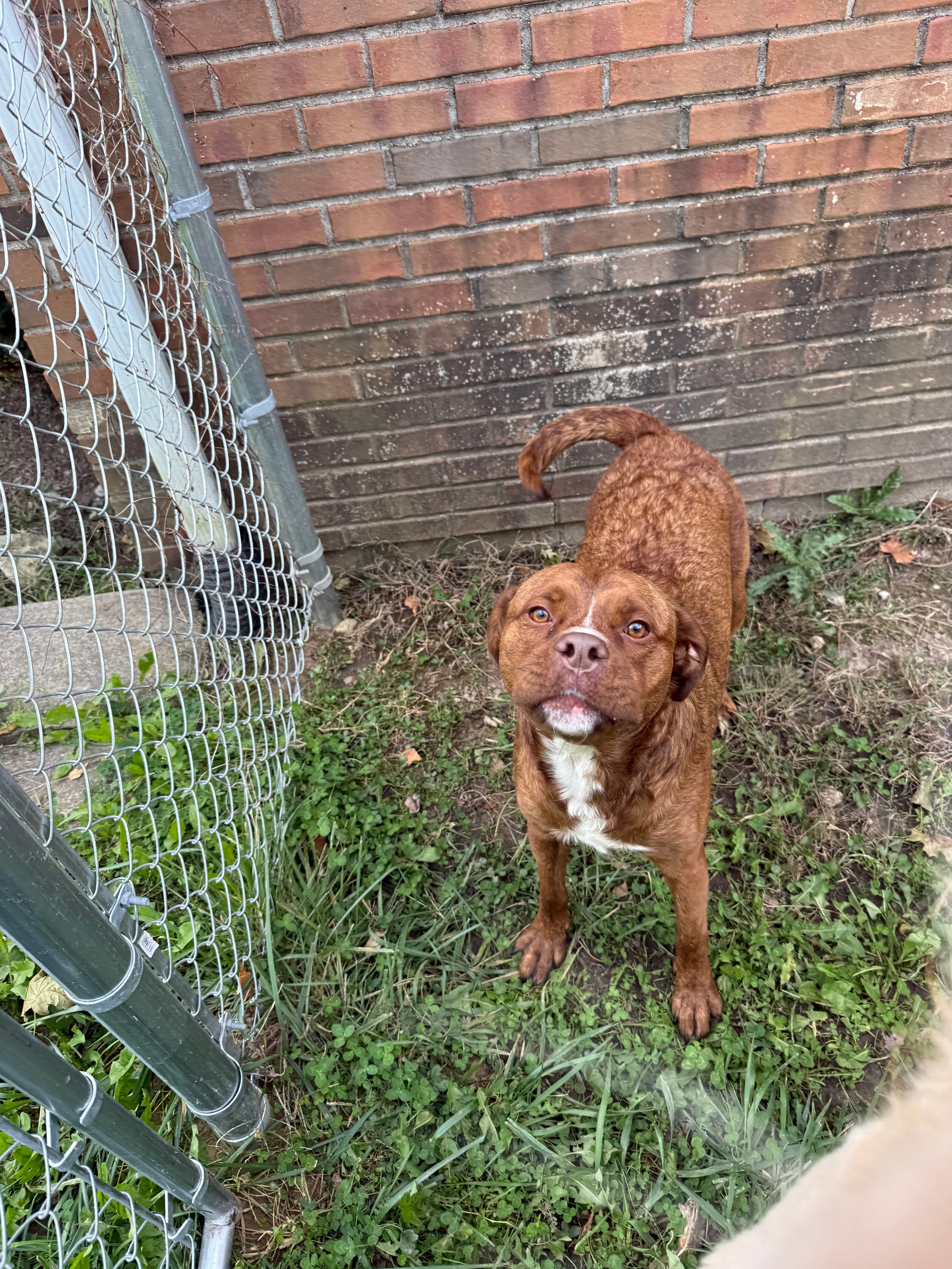 Twice-Weekly Cleanups for happy dogs and clean yards