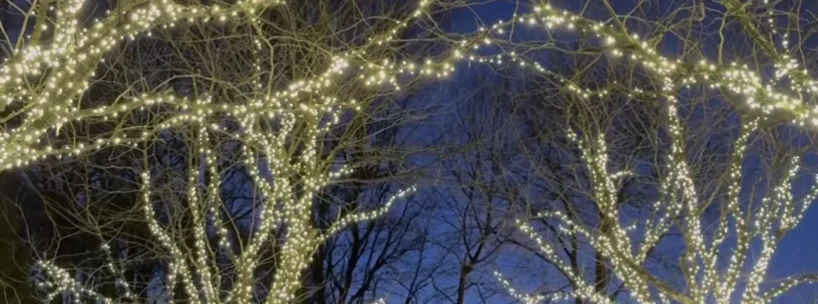 Trees Wrapped Christmas lighting by JVS
