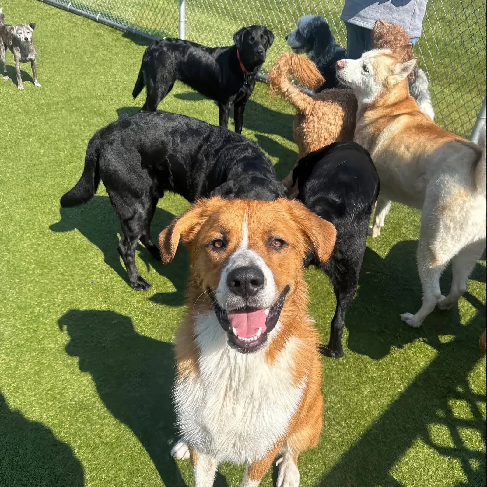 Two happy dogs playing together