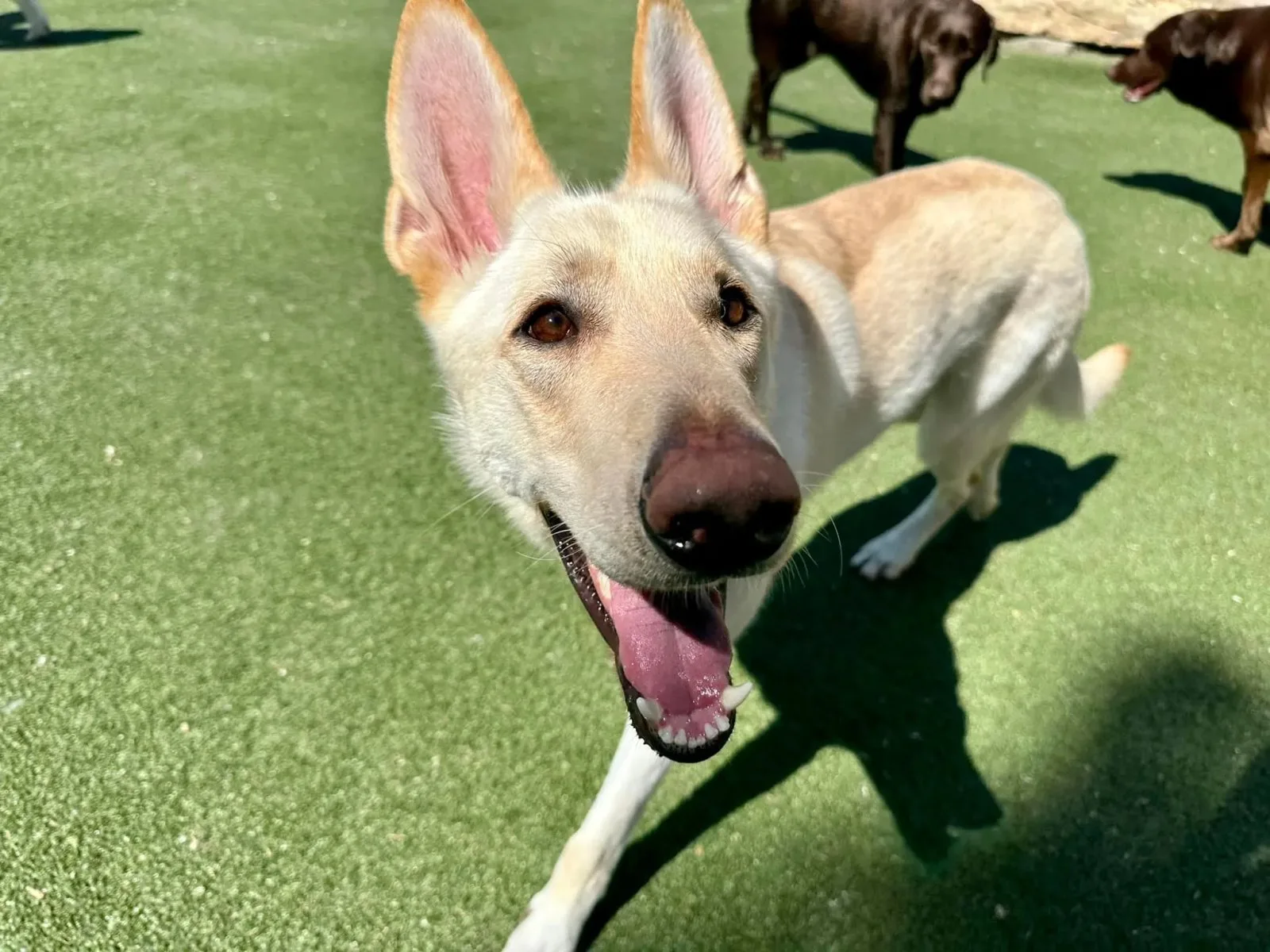 A smiling white shepherd on the turf at the Happy Dogs play yard