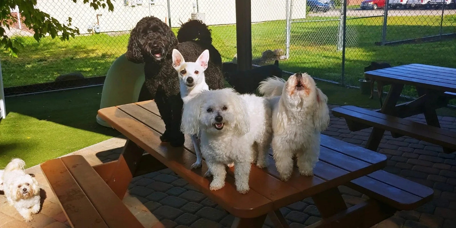 A group of small dogs posing on a picnic table at the Happy Dogs facility in Muncie