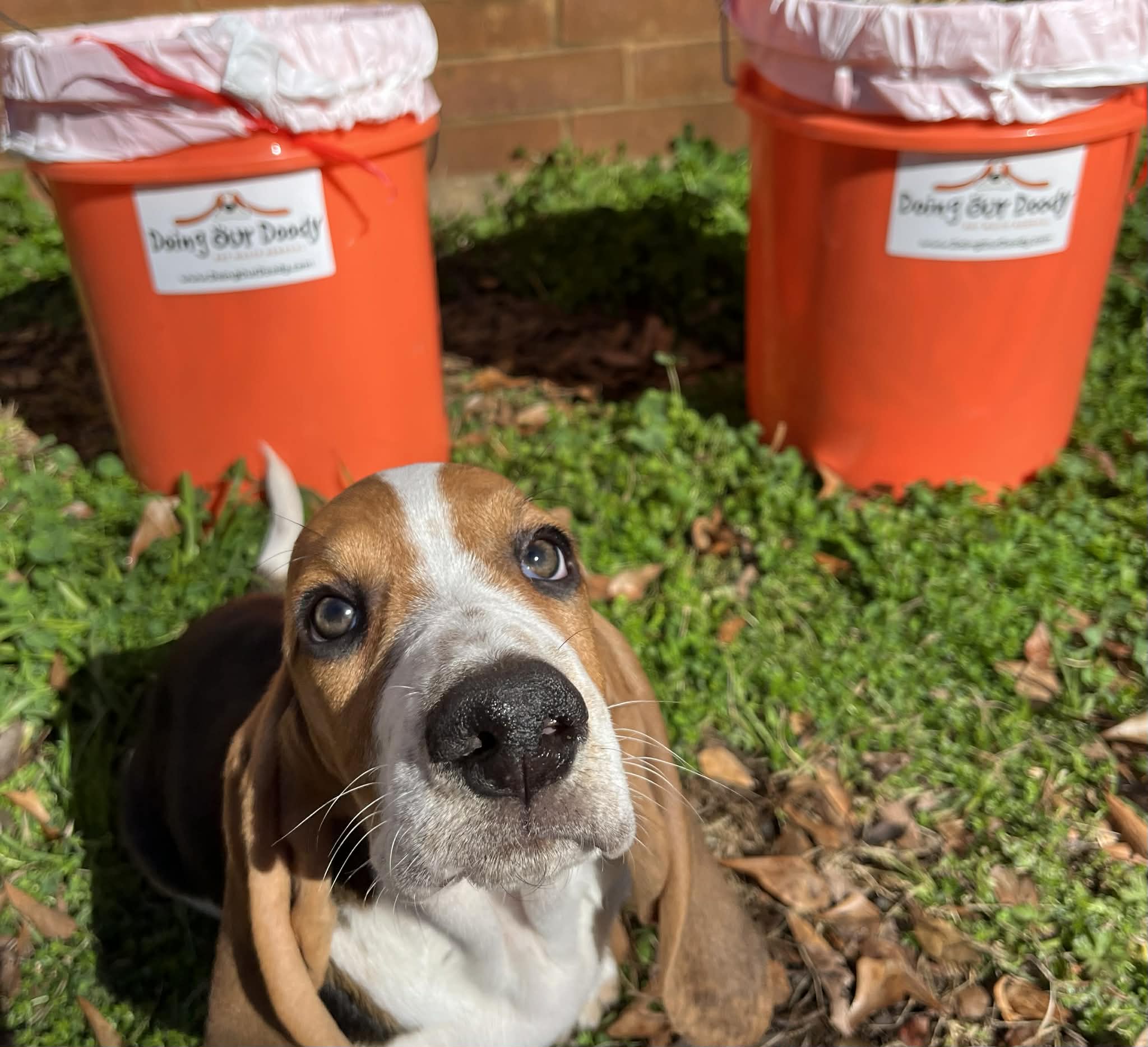Dog in a commercial dog park area next to branded pet waste bins