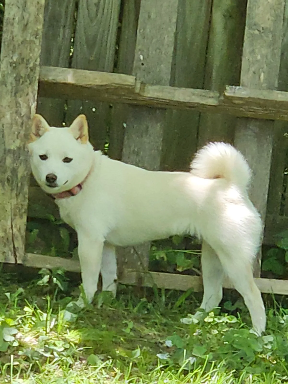 Monthly Cleanups for happy dogs and clean yards