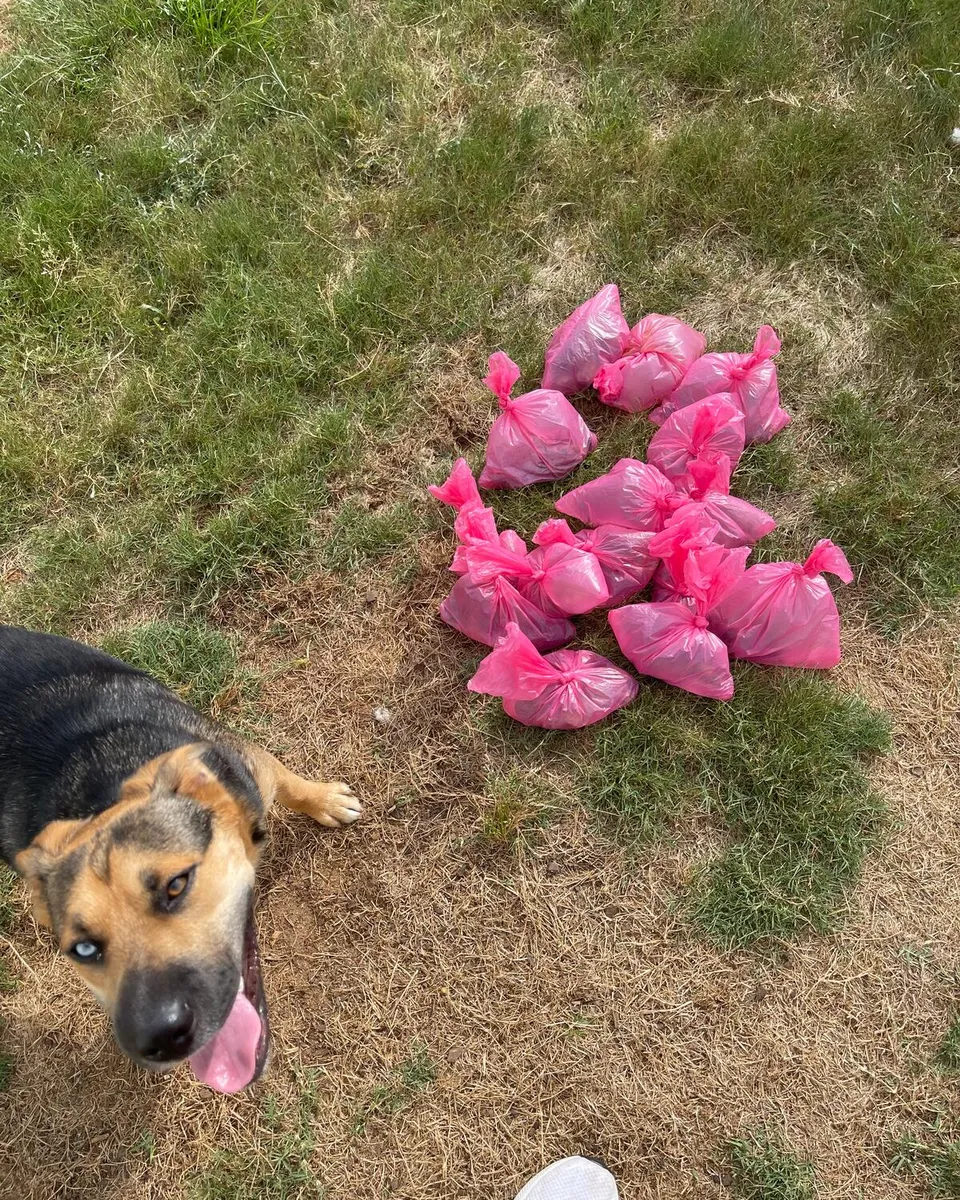 A tan and black dog on a lawn beside a pile of tied pink waste bags