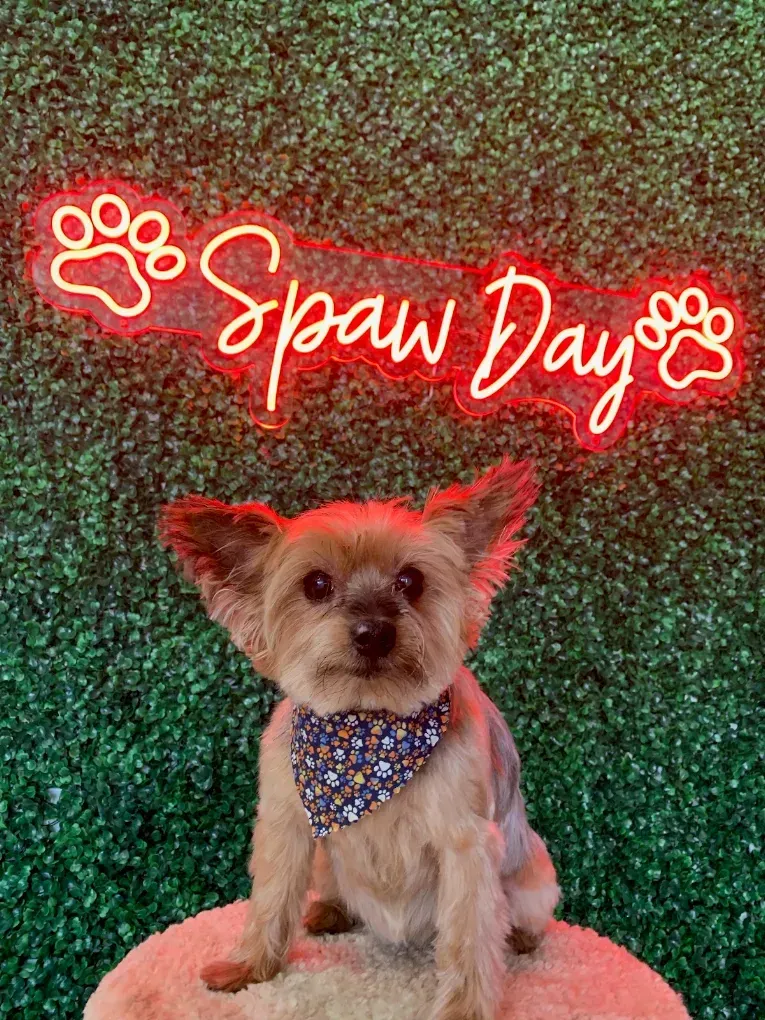 A Yorkshire terrier in a bandana at Spaw Day