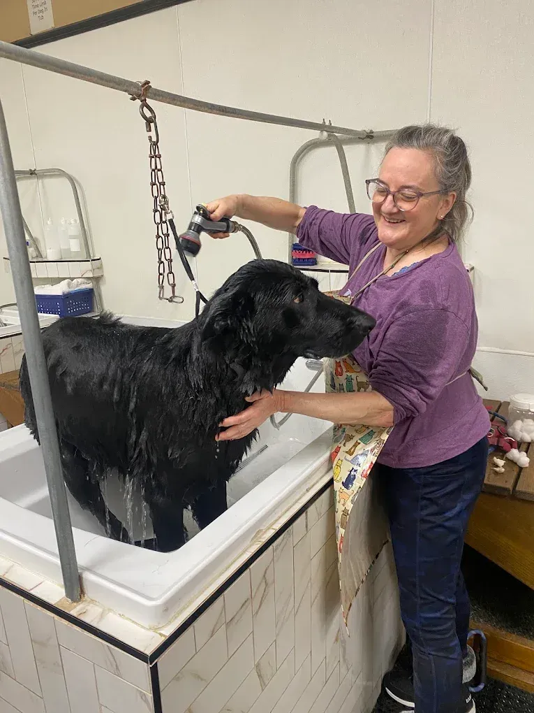 A dog being rinsed in a grooming tub at Dog O Mat
