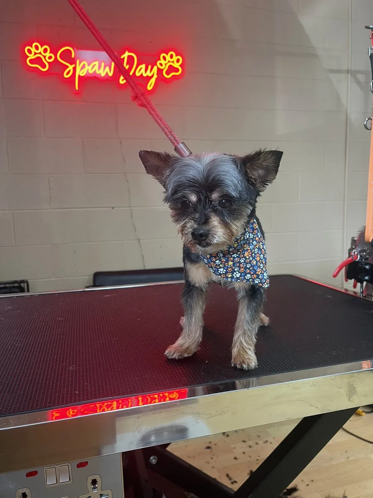 The same Yorkshire terrier after its groom, dry and neatly trimmed, wearing a patterned bandana.