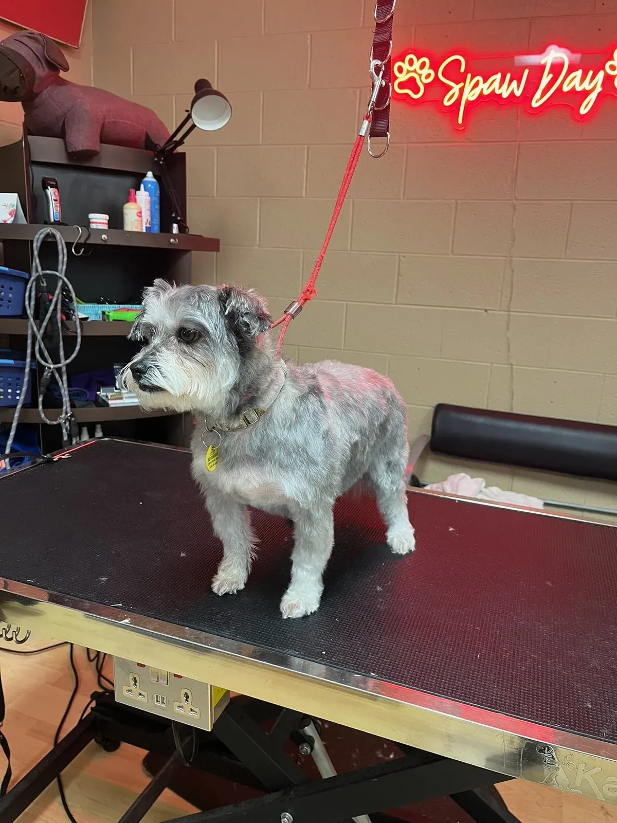The same terrier mix after its groom, coat clipped short and tidy, wearing a tag on its collar.