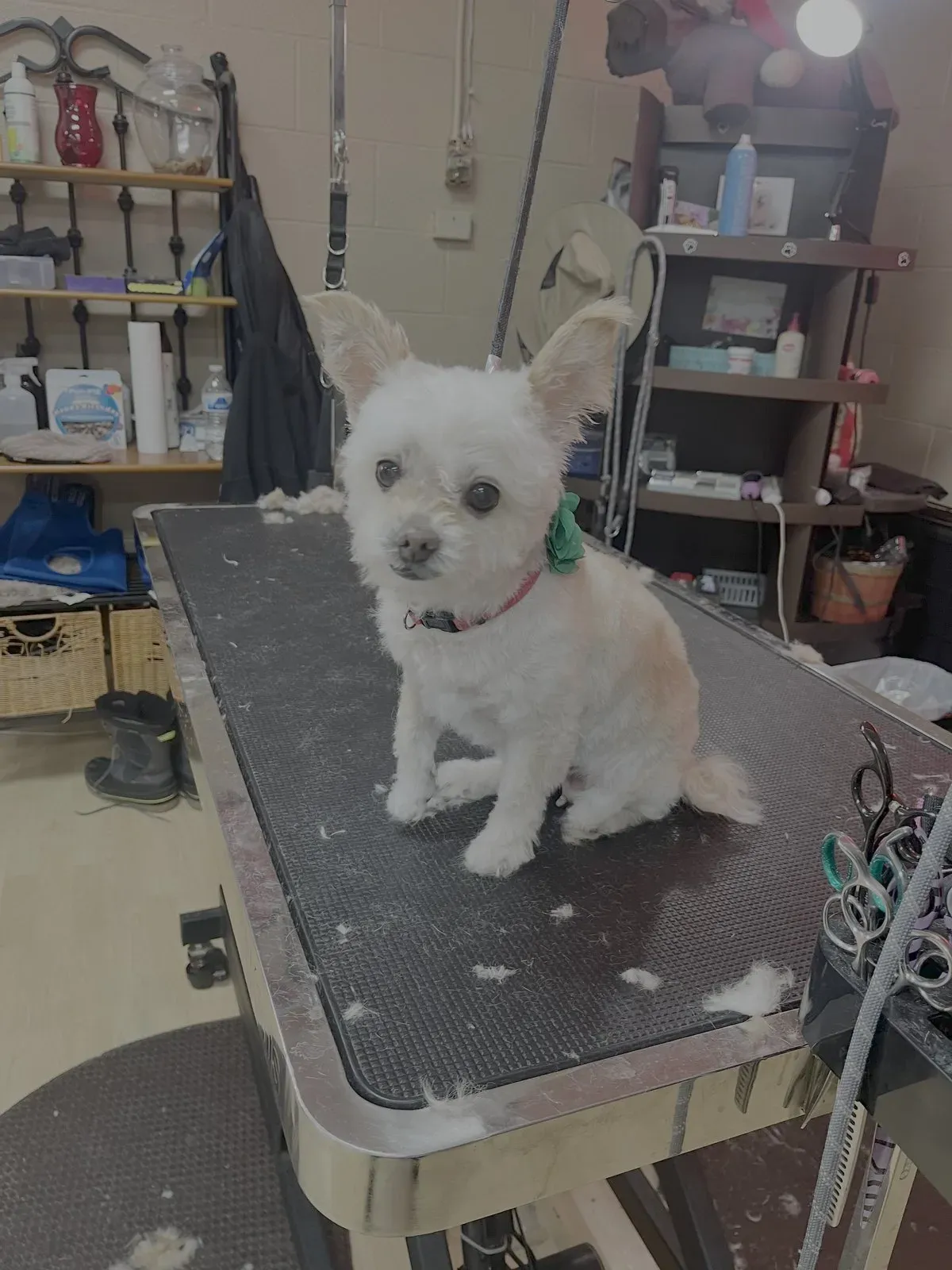 The same white dog after a full-service groom, clipped short and tidy, sitting on the grooming table.