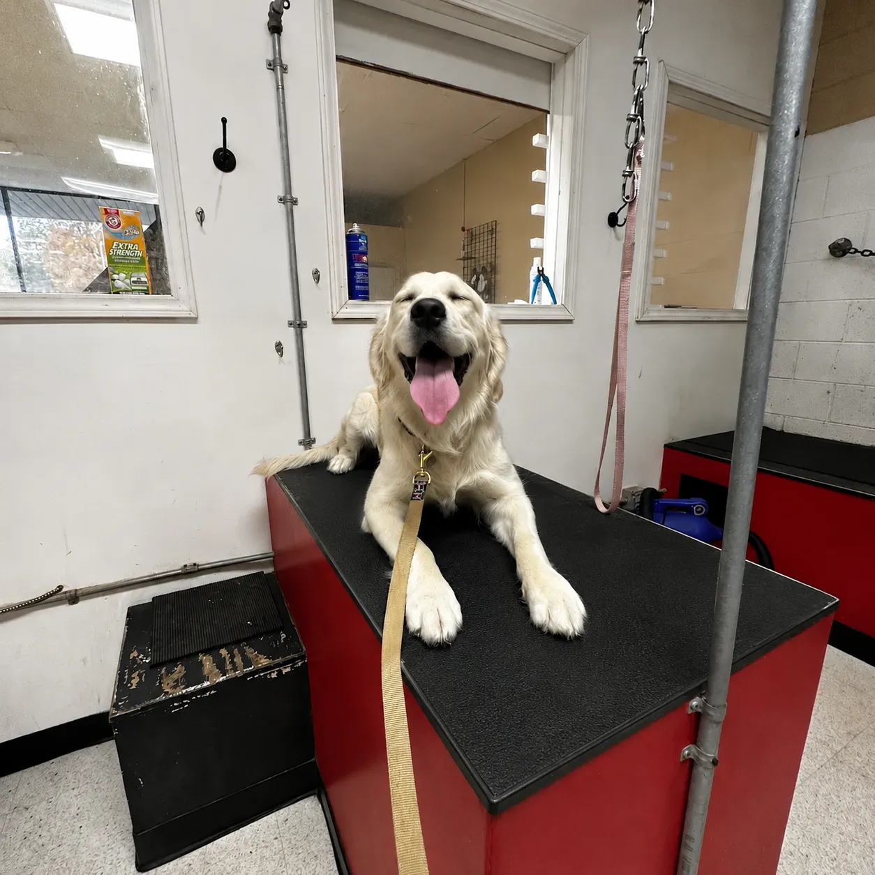 Happy golden retriever on a grooming platform at Dog O Mat