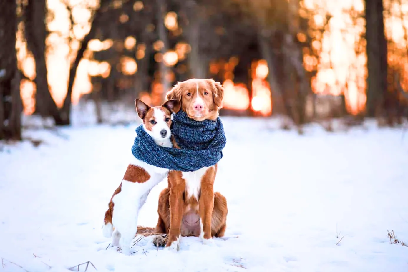 Two dogs in winter scarves sitting in the snow