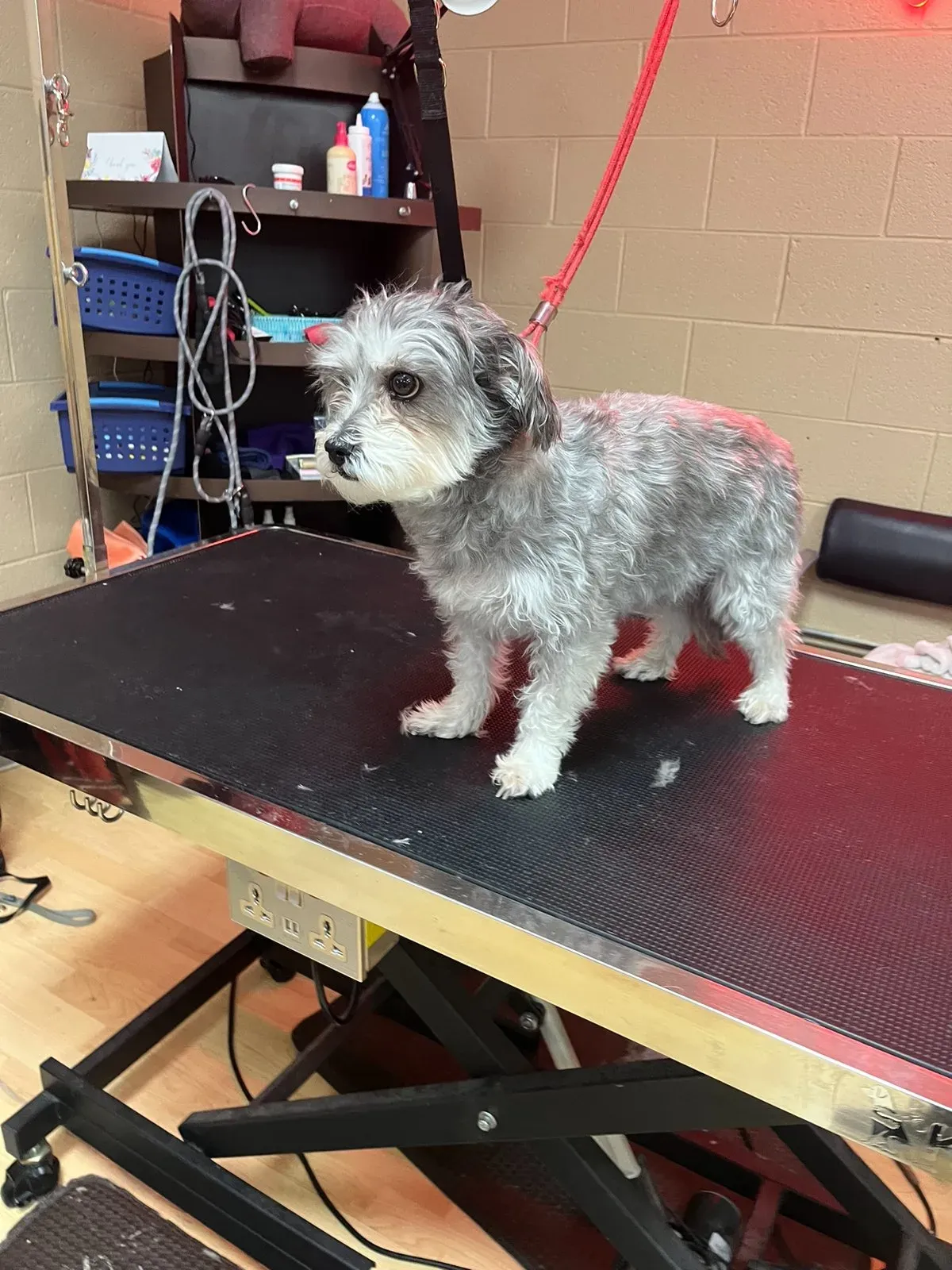 A small grey and white terrier mix with a shaggy coat standing on the grooming table at Dog O Mat before its groom.
