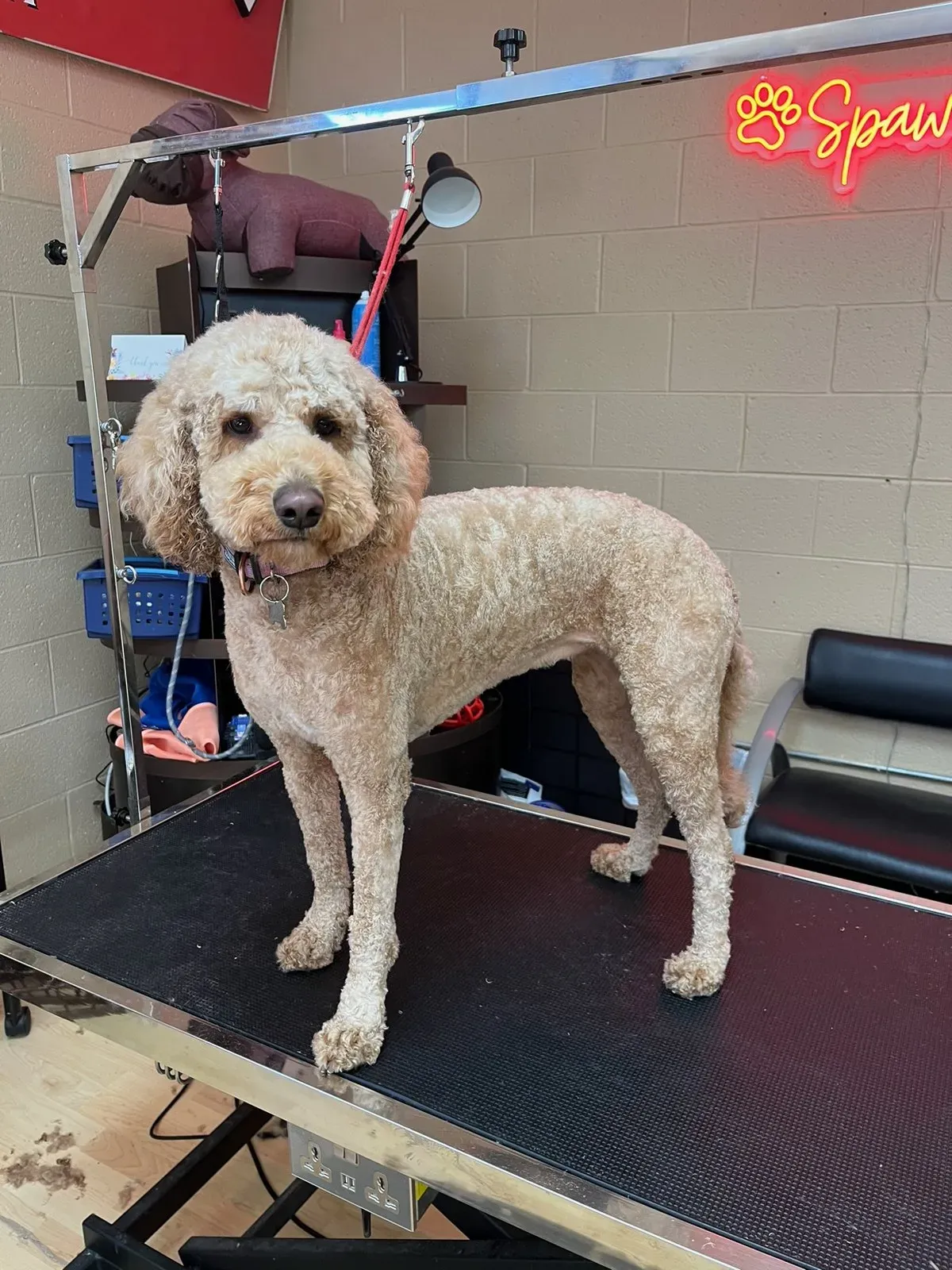 The same apricot poodle after its groom, coat evenly trimmed, standing on the grooming table.