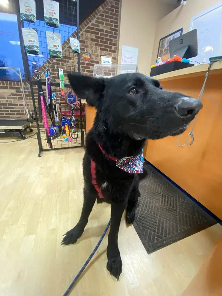 A black dog in a bandana visiting the shop