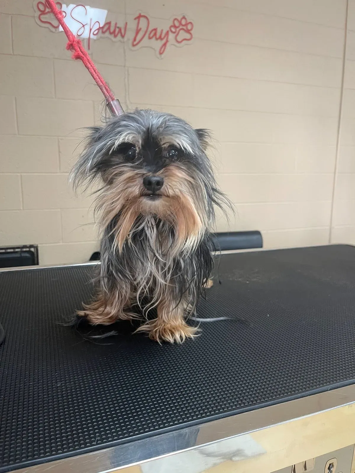 A Yorkshire terrier with a damp, straggly coat standing on the grooming table at Dog O Mat before its groom.
