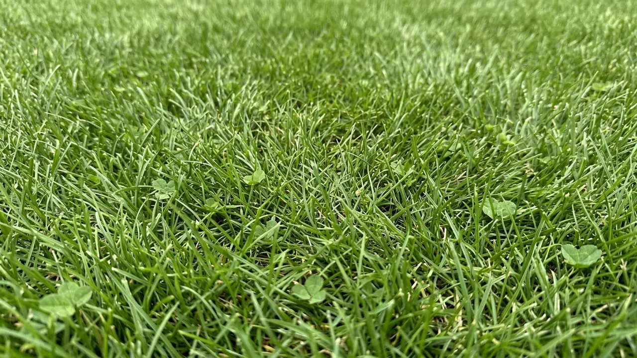 The same patch of lawn clean after a United Pooper Scoopers cleanup