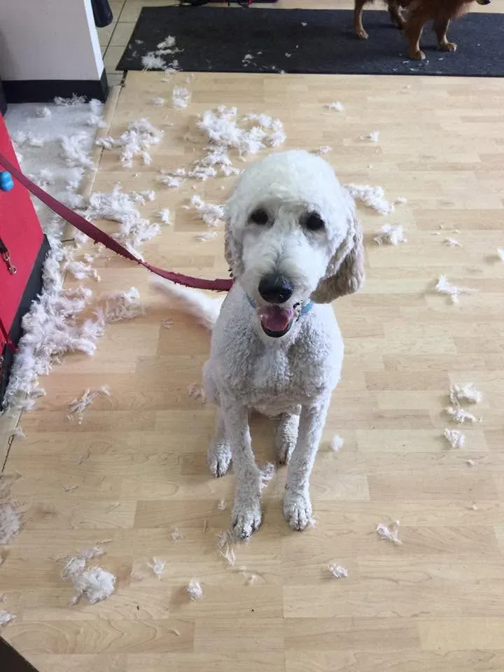 A freshly groomed dog next to the fur it left behind