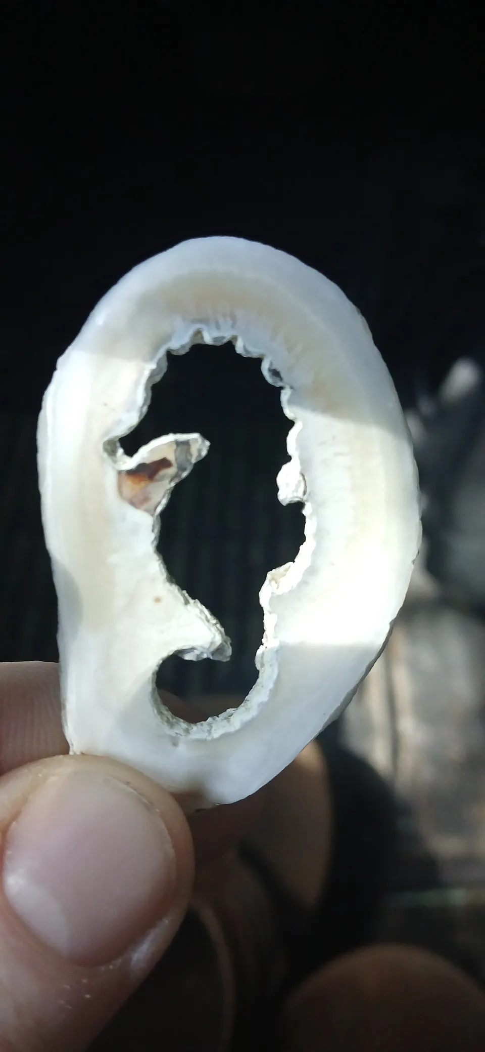 Hand holding a white shell with a seahorse-shaped cutout