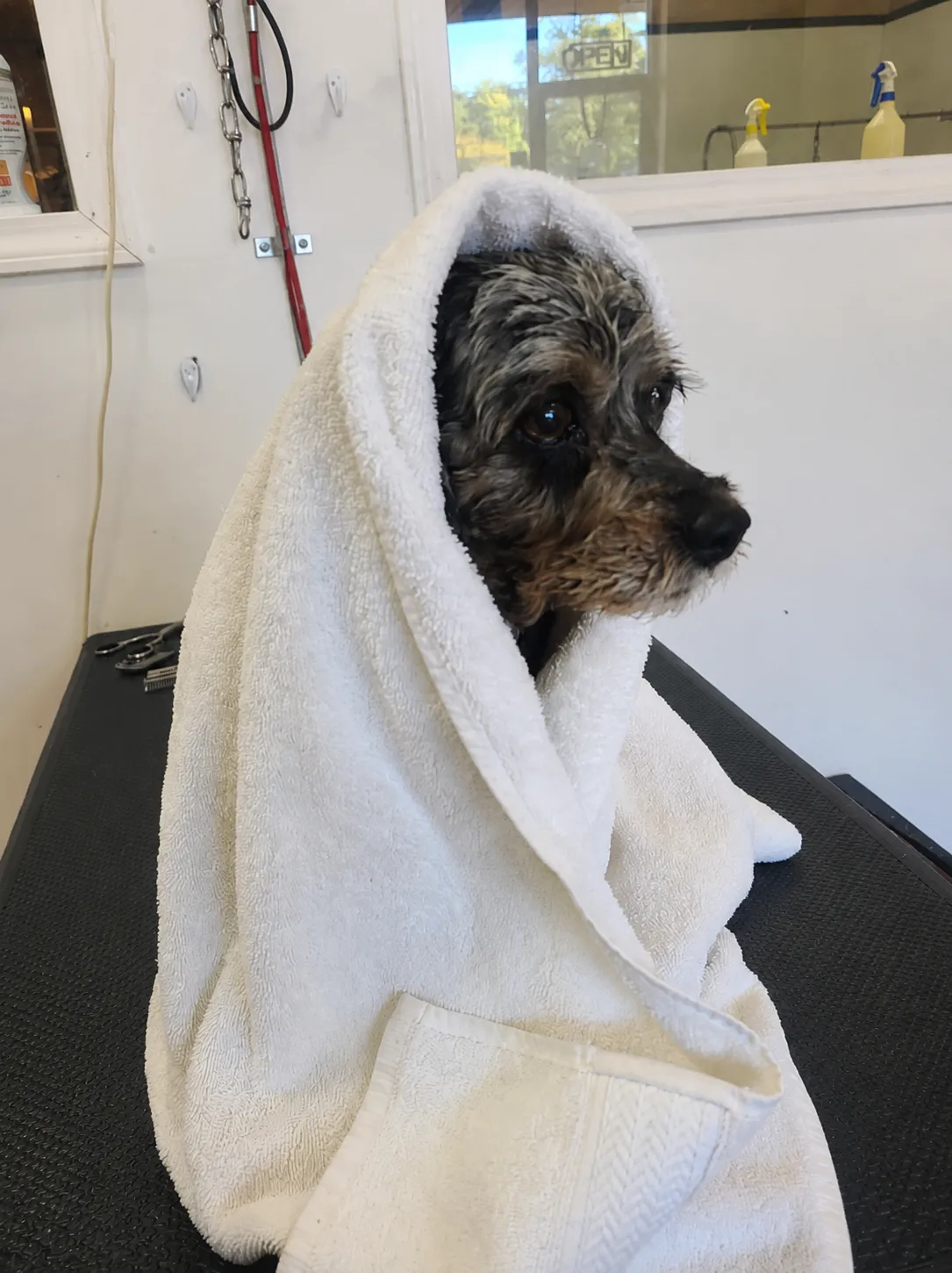 Self-Service Dog Wash at Dog O Mat
