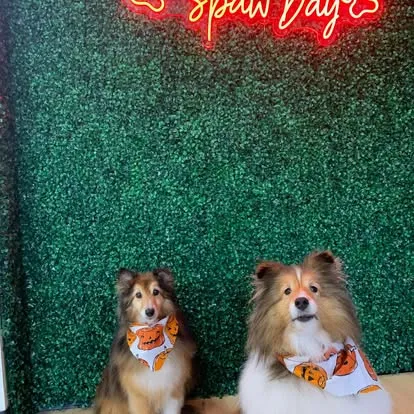 Two collies in matching pumpkin bandanas