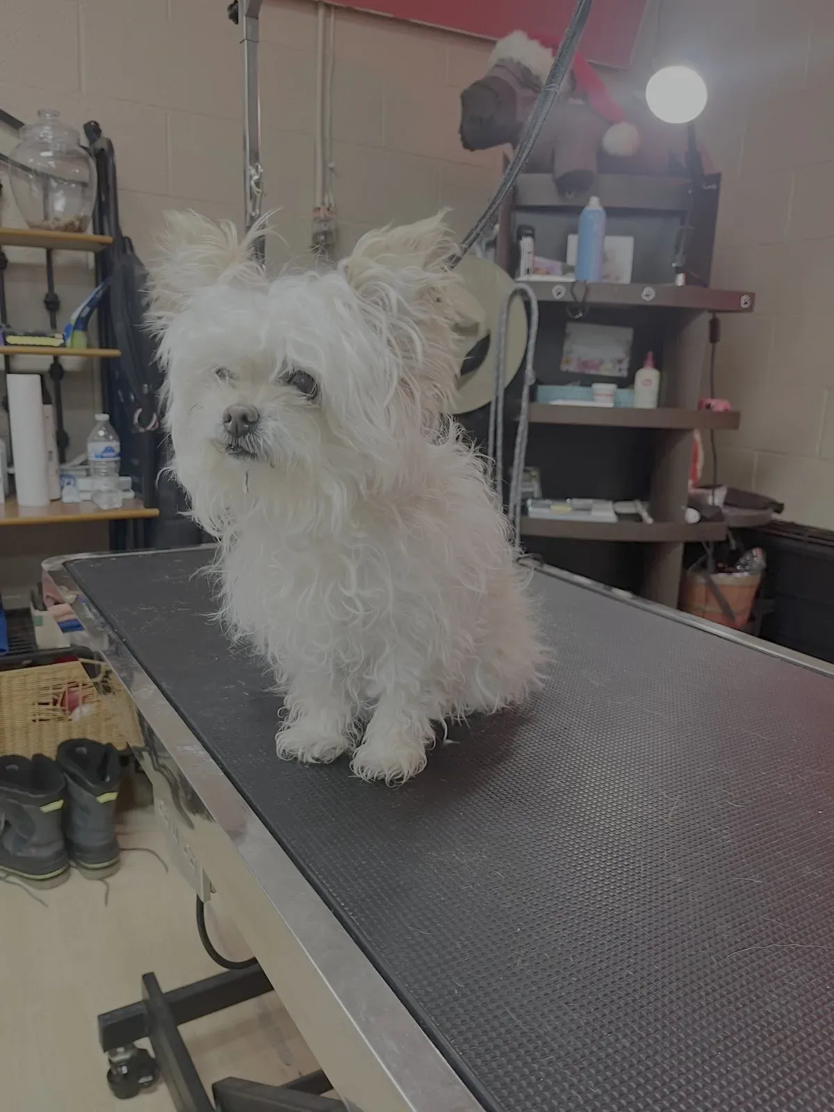 A small white dog with a long, shaggy, matted coat sitting on the grooming table at Dog O Mat before its groom.