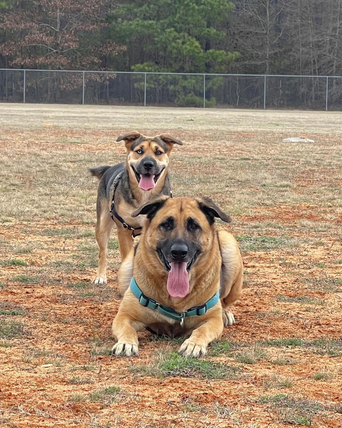 Two smiling tan and black dogs on a grassy field