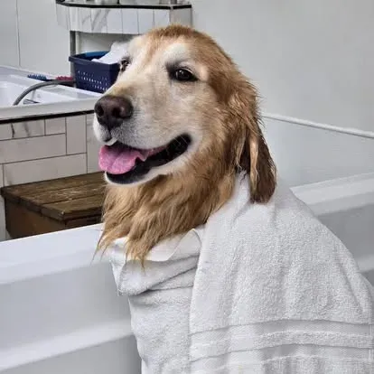 A golden retriever wrapped in a towel in the tub