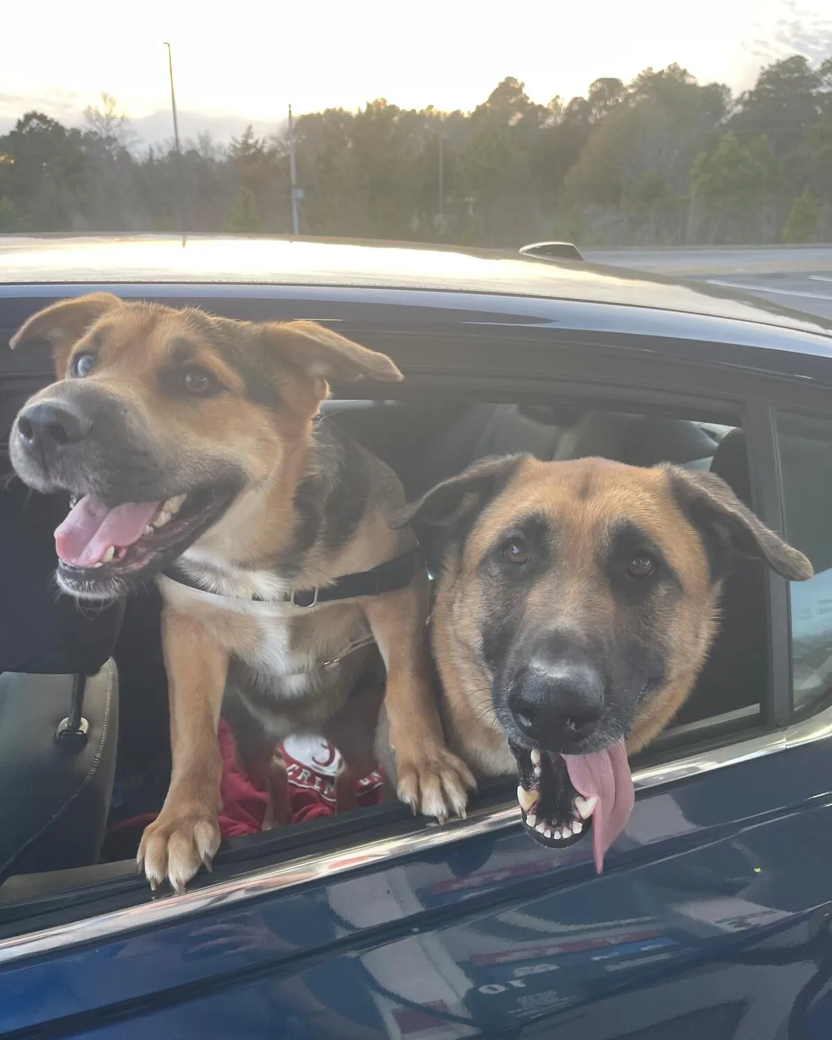 Two dogs leaning out of a car window with their tongues out