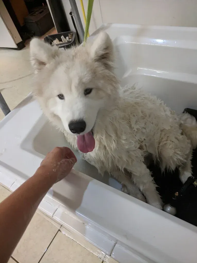 A fluffy Samoyed enjoying its bath