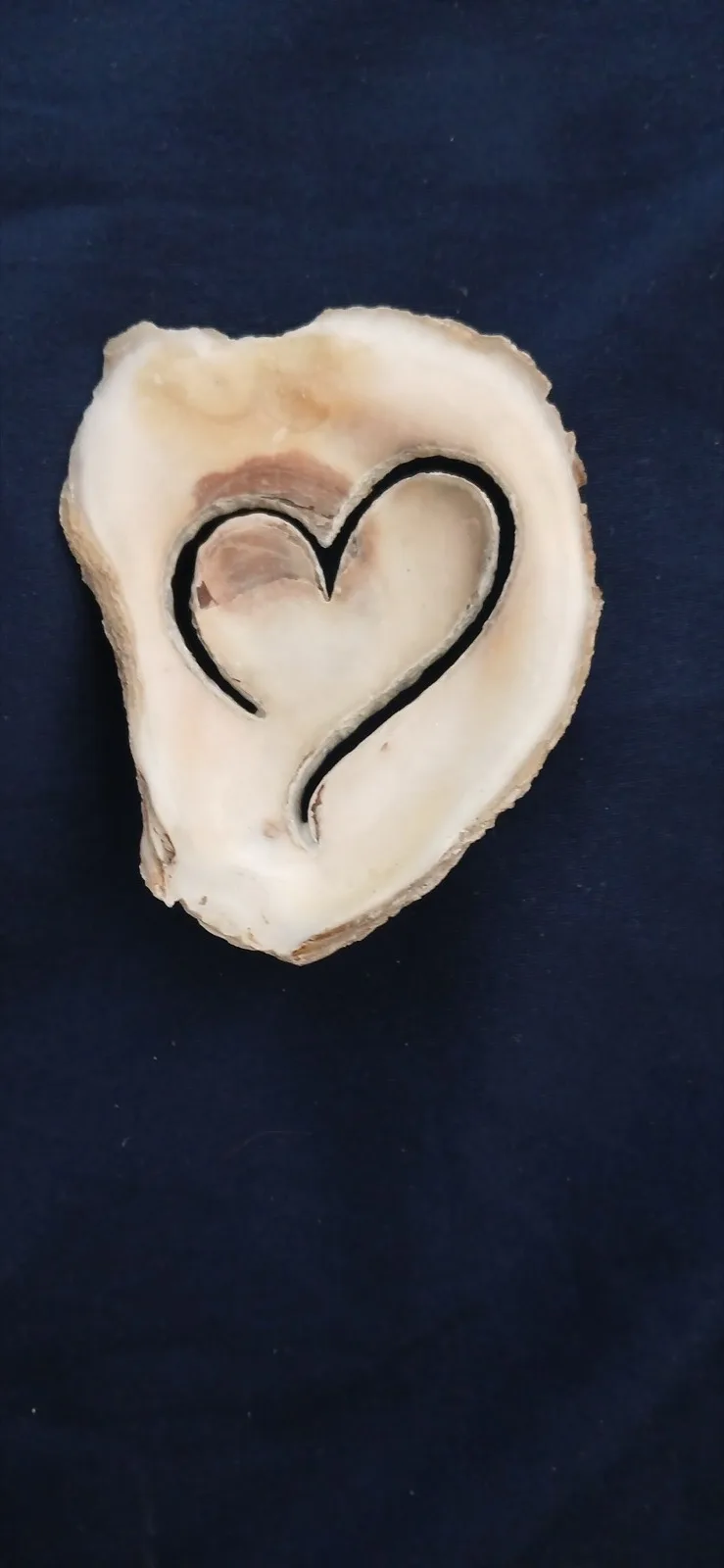 Oyster shell engraved with an infinity loop and a small heart on dark blue fabric