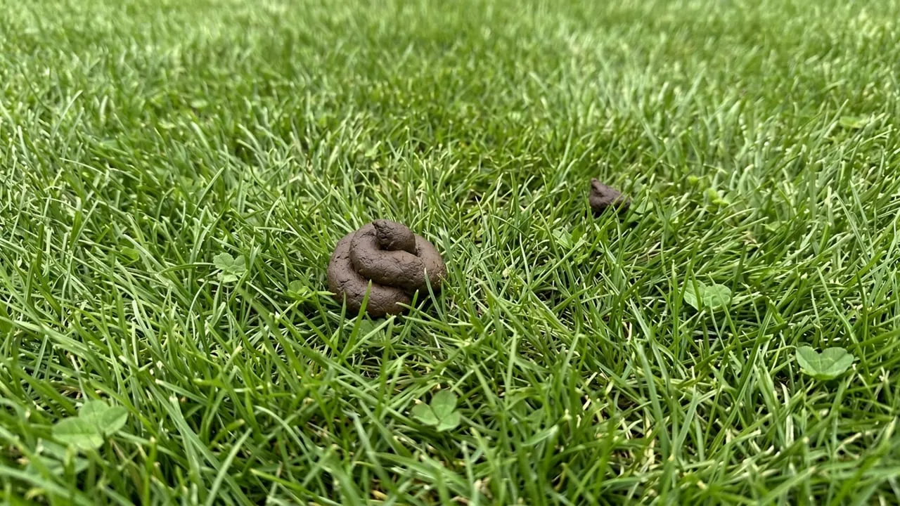 Close-up of a lawn with dog waste in the grass before a fall cleanup