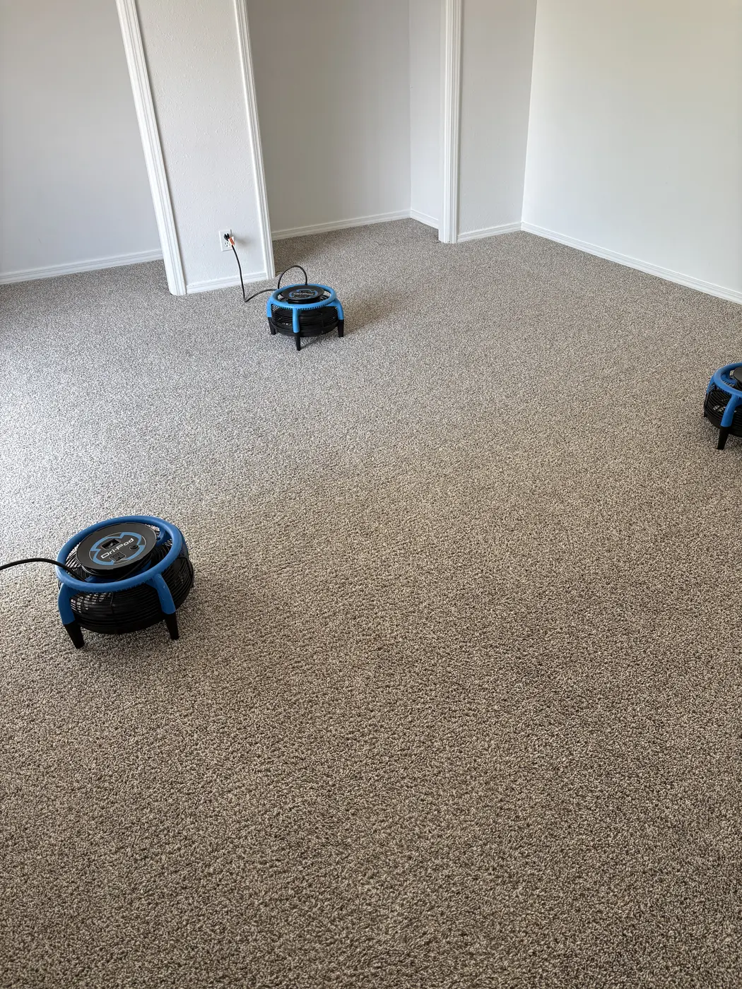 Aqua Steam carpet cleaning photograph