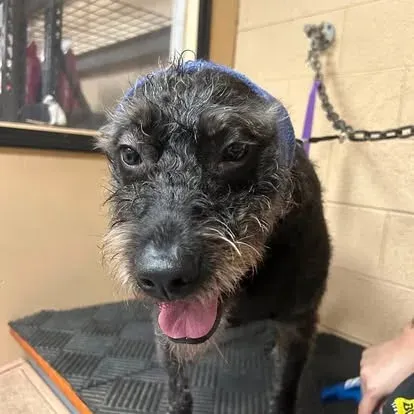 A calm dog with a bandana at the Dog O Mat grooming salon