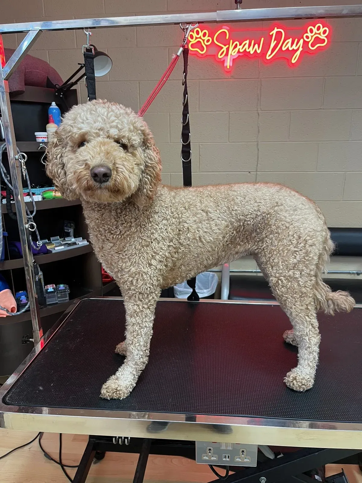 An apricot standard poodle standing on the grooming table at Dog O Mat under the Spaw Day neon sign, before its groom.